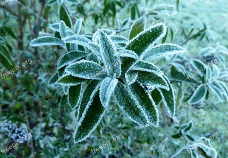 Frost Leaves Cold Autumn Hoarfrost