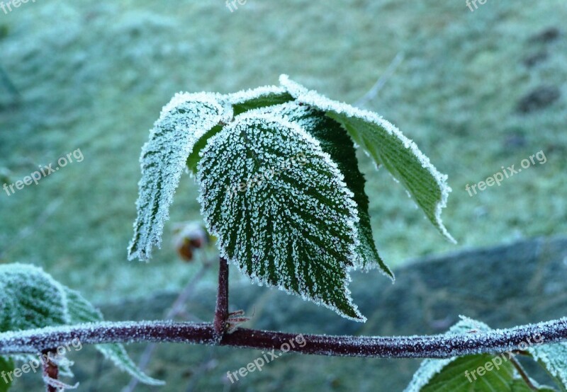 Leaves Frost Cold Autumn Hoarfrost