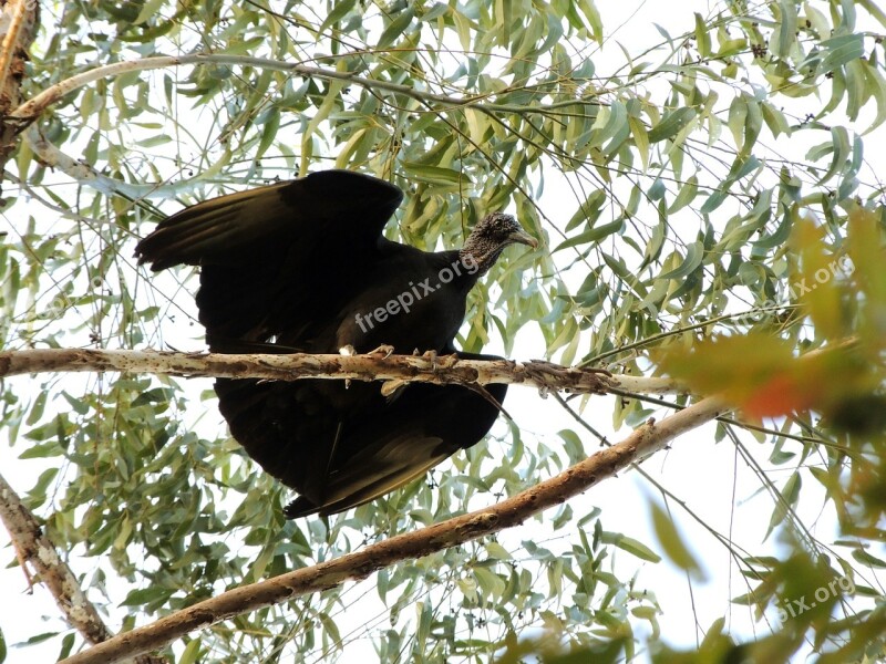 Vulture Bird Tropical Birds Nature Free Photos