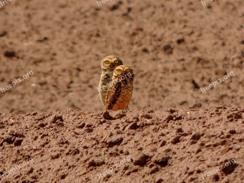 Owl Bird Nature Tropical Birds Free Photos