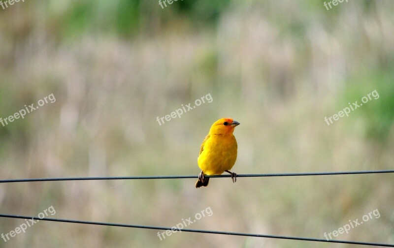 Canary Bird Nature Tropical Birds Free Photos