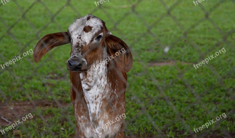 Cattle Calf Boi Pasture Puppy