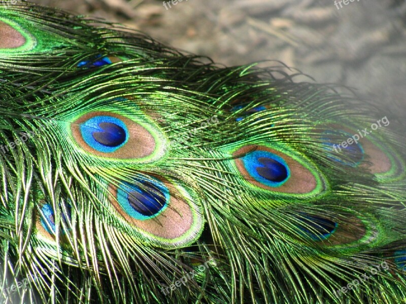 Peacock Feathers Tail Plumage Green