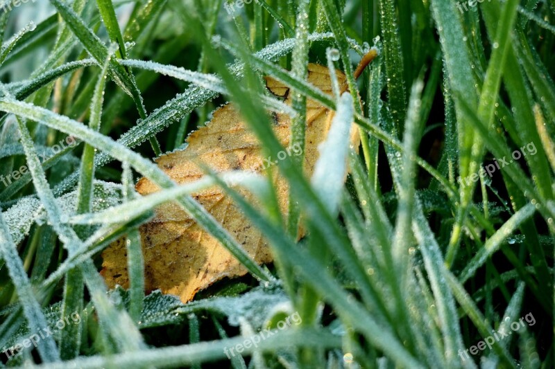 Grass Ripe Hoarfrost Leaf Sun