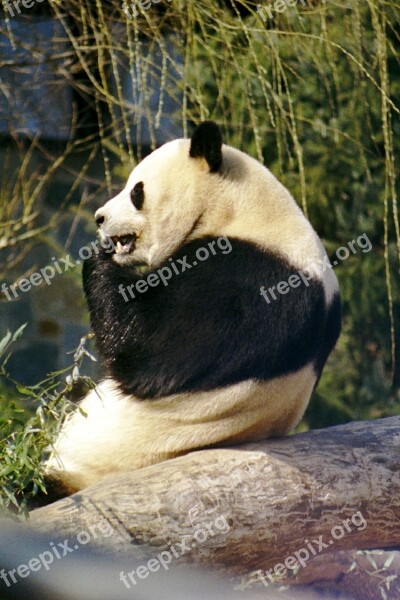 Panda Giant Panda Bear White Black