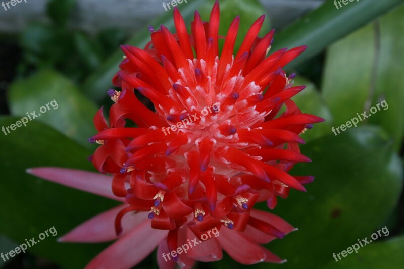 Flower Billbergia Pyramidalis Bloom Big Colorful