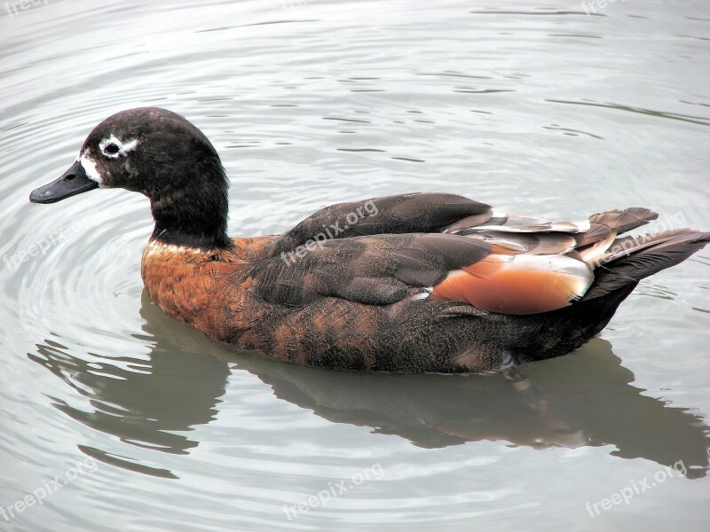 Shelduck Duck Australian Shelduck Male Bird