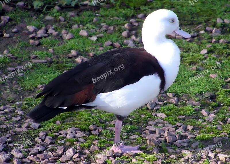 Shelduck Duck Radjah Shelduck Bird Protected