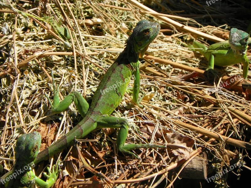 Iguana Nature Reptile Green Animal