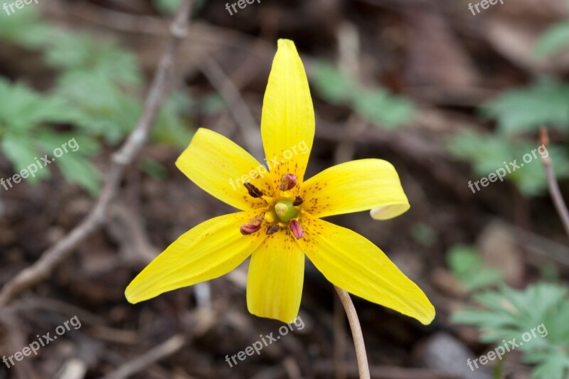 Lily Flower Yellow Trout Lily Bloom