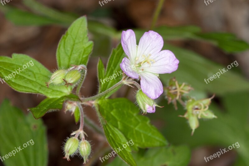 Geranium Flower Wild Geranium Blooms Blossoms