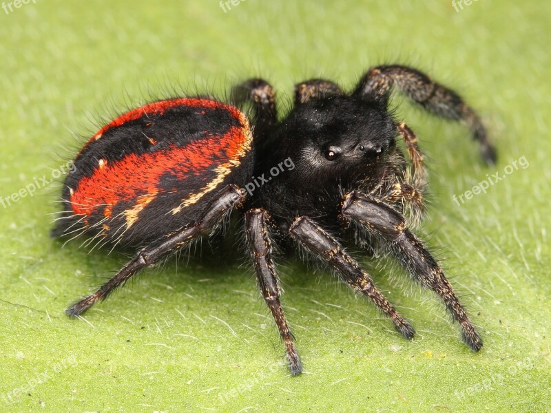 Jumping Spider Spider Female Adult Hairy