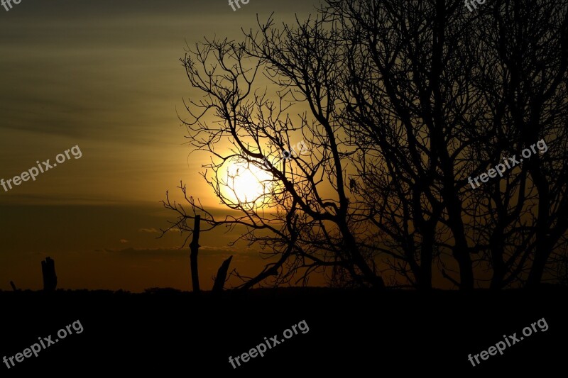 Sol Sunset Against Light Tree Twigs