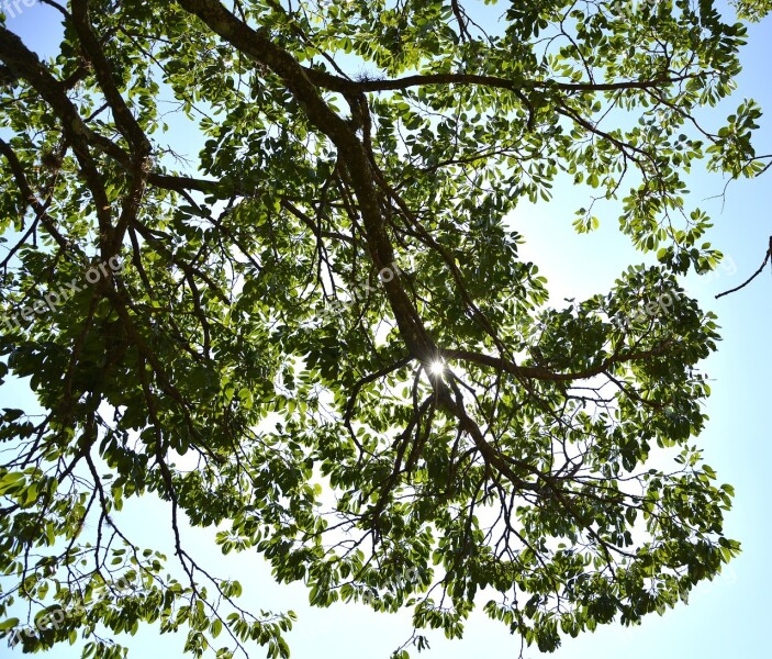 Tree Leaves Twigs Sky Against Light