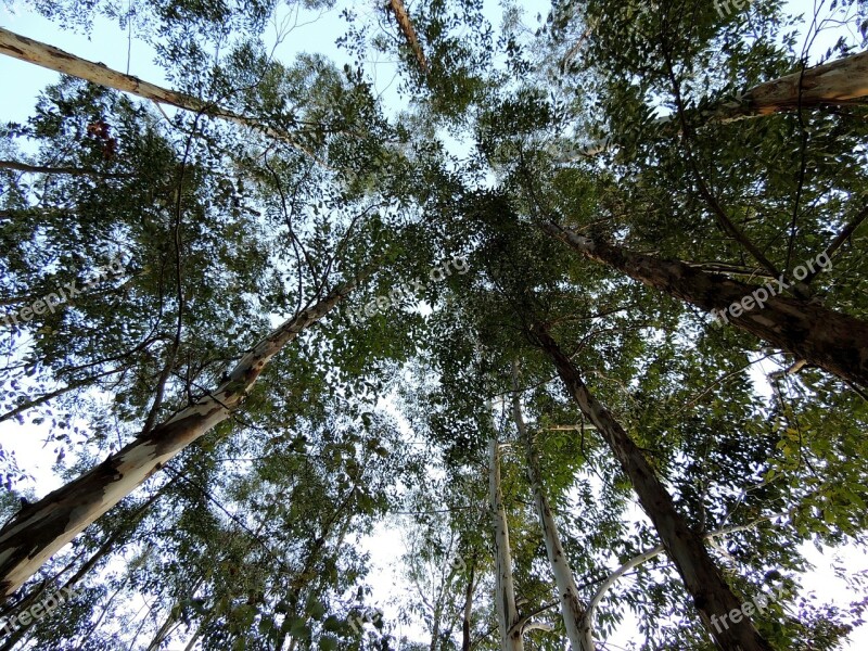 Eucalyptus Trees Plantation Nature Free Photos