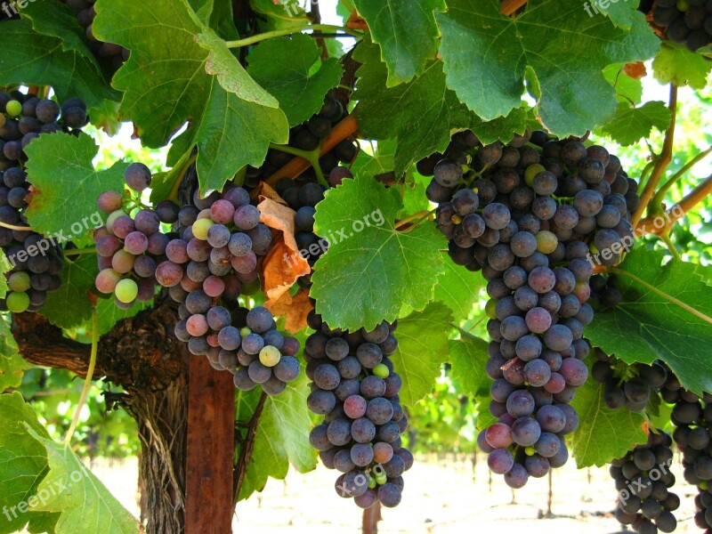 Grapes Fruit Nature Organic Countryside