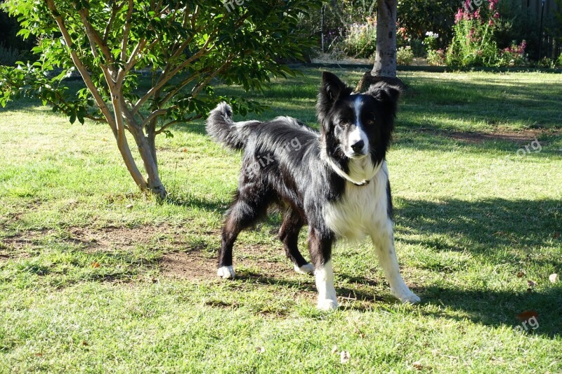 Canine Dog Ready Domestic Happy