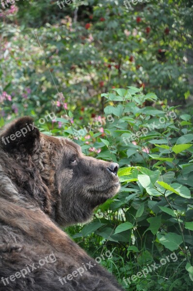 Brown Bear Bear Animal Forest Fur