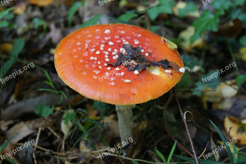 Fly Agaric Forest Toxic Lucky Guy Mushroom