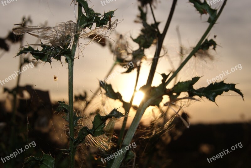 Thistle Sun Sunset Abendstimmung Free Photos