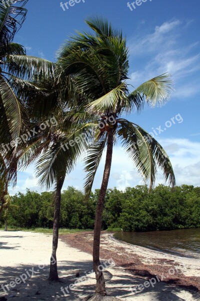 Beach Palms Sky Tropical Water