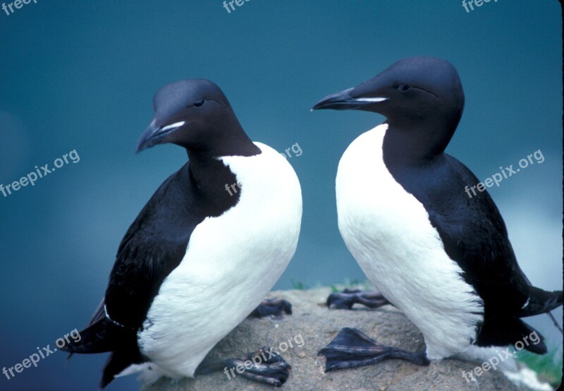 Thick Billed Murres Birds Seabird Uria Nature