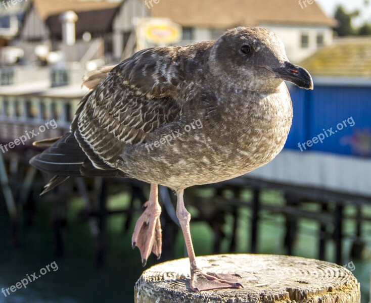 Seagull Bird Beach Nature Animal