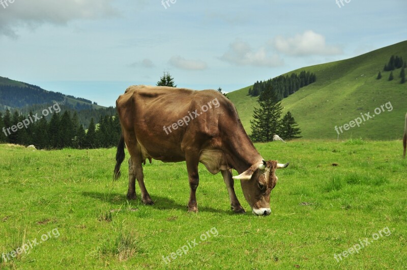 Milk Cow Cow Alm Mountains Switzerland