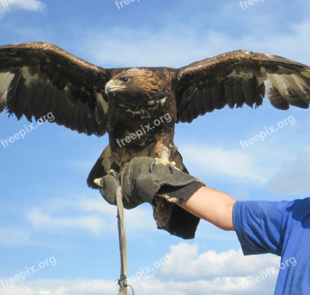 Eagle Hunting Mongolia Altai Steppe