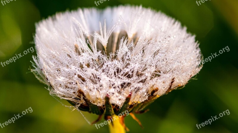 Dandelion Flower Dew Morgentau Free Photos