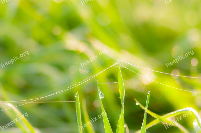 Dew Grass Meadow Dewdrop Green