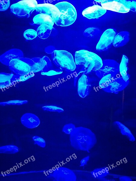 Blue Jellyfish Water Sea Fish