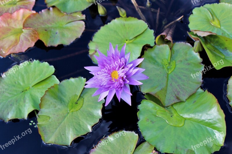 Lily Lily Pad Flower Water Nature