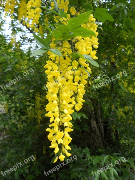 Laburnum Yellow Flower Nature Blossom