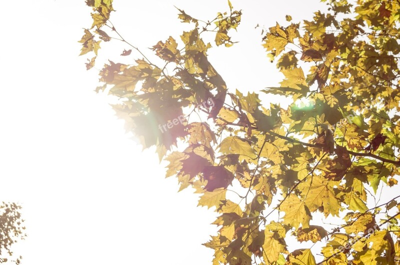 Autumn Leaves Dried Leaves Nature Tree