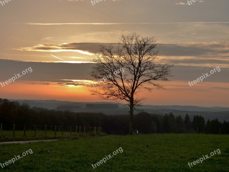 Tree Setting Sun Sunset Evening Sky Silhouette