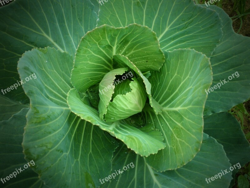 Cabbage Garden Green Leaves Plant