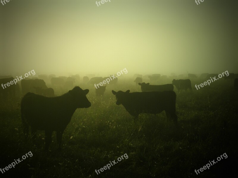 Cows Cattle Farming Country Pasture