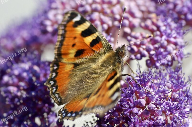 Butterfly Nature Flower Color Forage