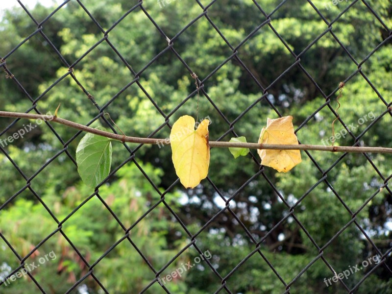 Creeper Leaves Grid Wire Garden