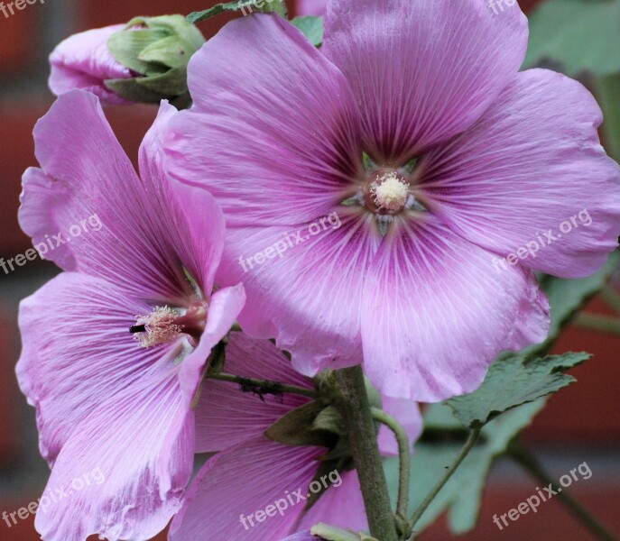 Stock Rose Common Peony Alcea Rosea Althaea Rosea Hollyhock