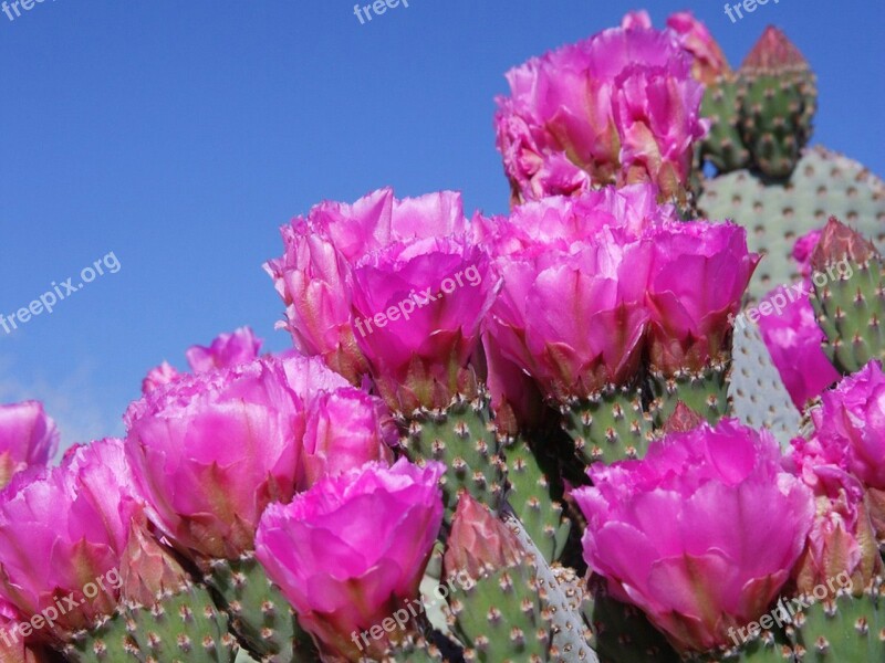 Prickly Pear Flower Succulent Plant Plug Bloom