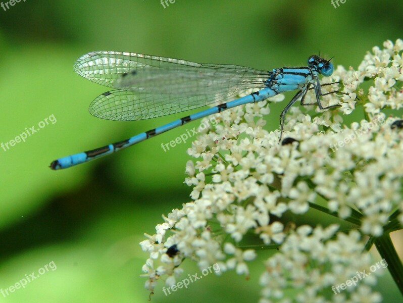 Dragonfly Blue Insect Close Up Flight Insect