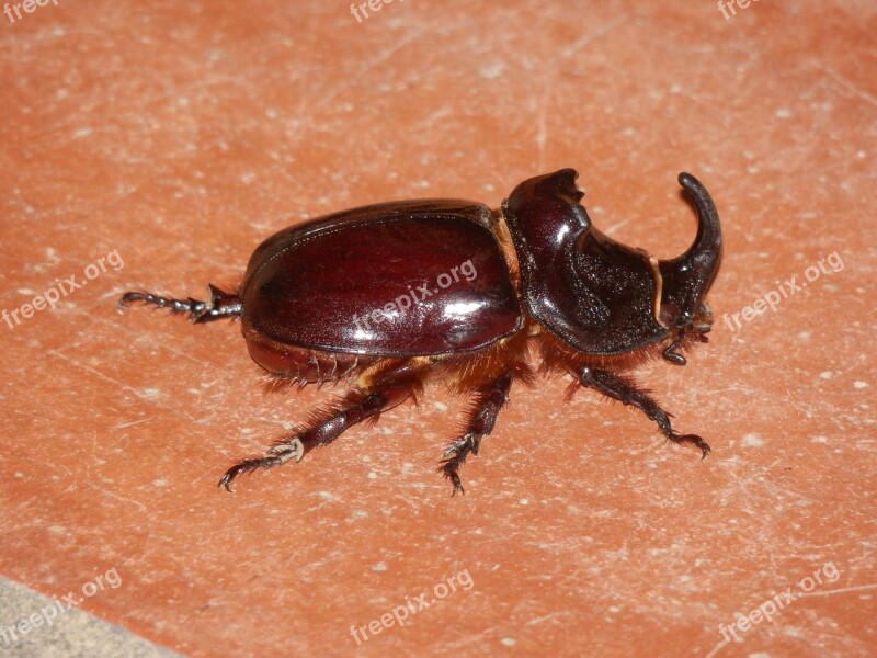 Rhinoceros Beetle Insect Riesenkaefer Beetle Brown