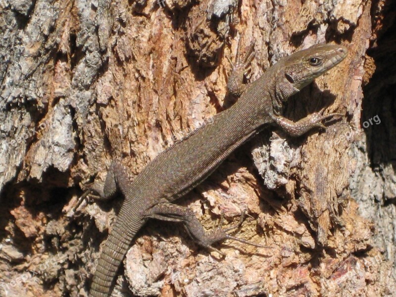 Lizard Spring Vigilant Free Photos