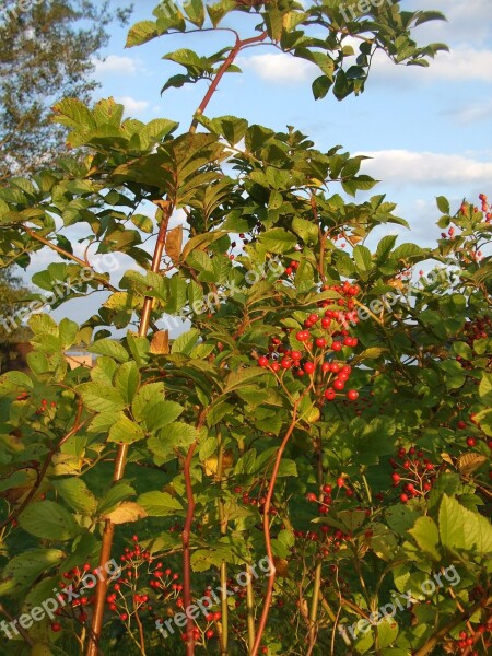 Rose Hip Bush Autumn Free Photos