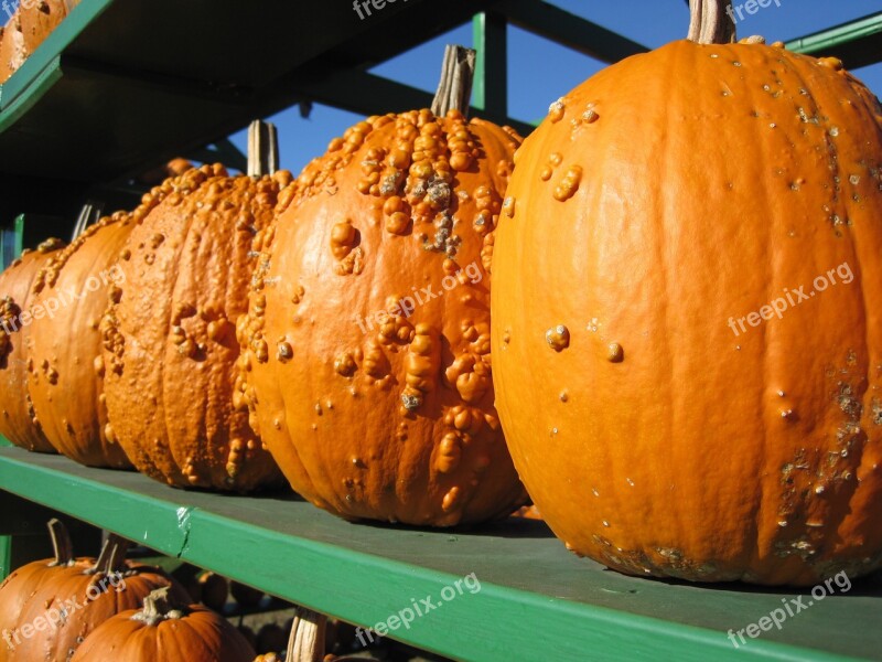 Pumpkin Bumpy Orange Autumn Market