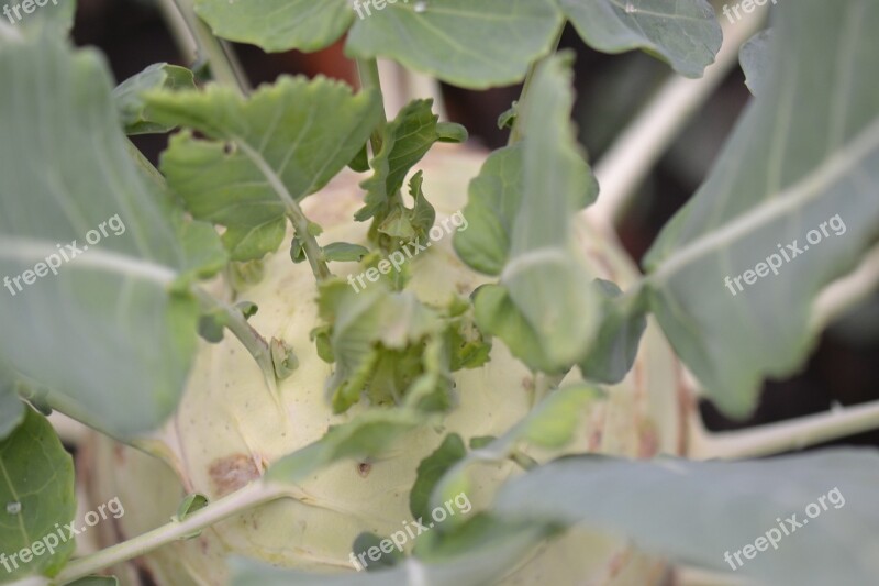 Celery Garden Vegetable Green Plant