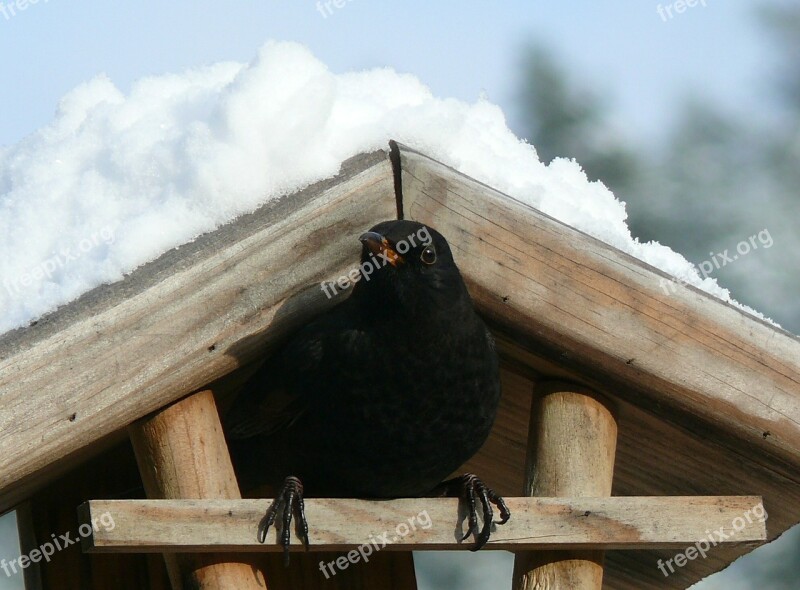 Blackbird Snow Bird Feeder Free Photos