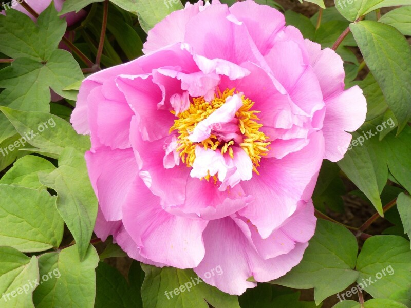 Flower Garden Peony Pink Stamens